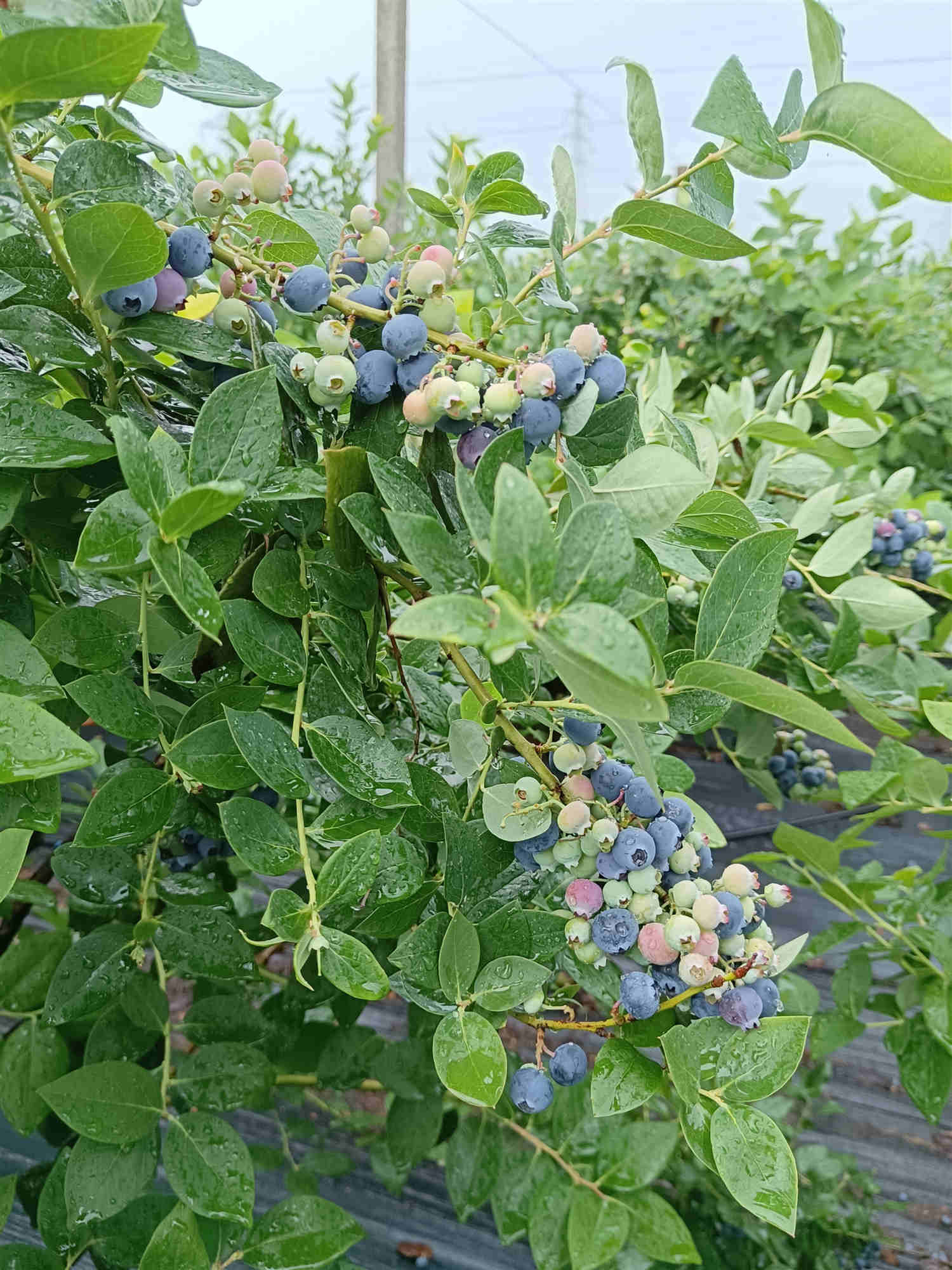 IMG_20220605_093655_副本.jpg